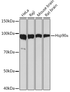 Hsp90Alpha Rabbit Monoclonal Antibody