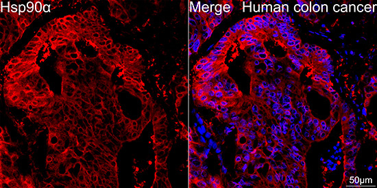 Hsp90Alpha Rabbit Monoclonal Antibody - Image 2