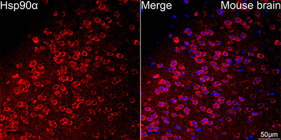 Hsp90Alpha Rabbit Monoclonal Antibody - Image 3