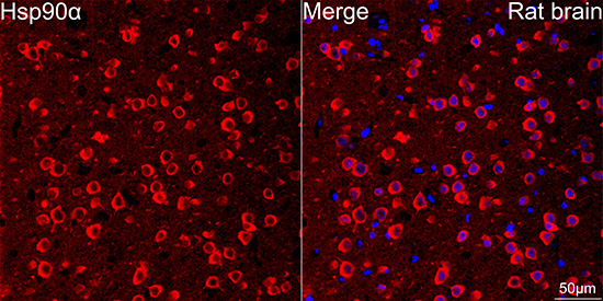 Hsp90Alpha Rabbit Monoclonal Antibody - Image 4