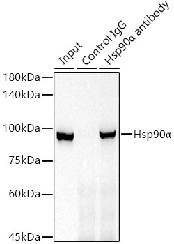 Hsp90Alpha Rabbit Monoclonal Antibody - Image 5