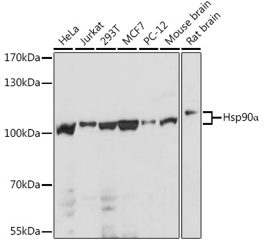 Hsp90Alpha Rabbit Polyclonal Antibody