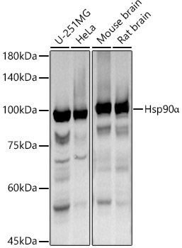Hsp90Alpha Rabbit Polyclonal Antibody