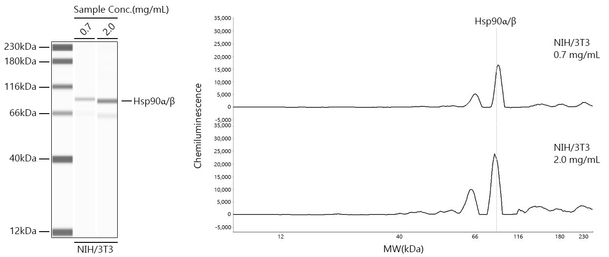 Hsp90Alpha/Beta Rabbit Monoclonal Antibody