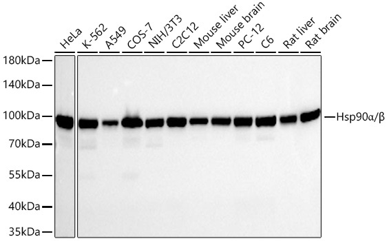 Hsp90Alpha/Beta Rabbit Monoclonal Antibody - Image 2