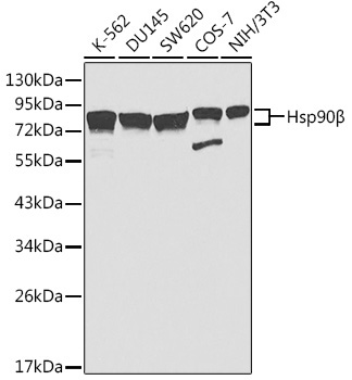 Hsp90Beta Rabbit Polyclonal Antibody