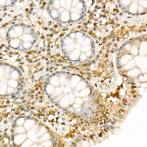 Hsp90Beta Rabbit Polyclonal Antibody - Image 3