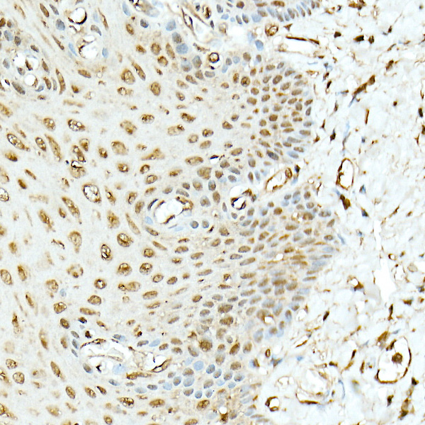 Hsp90Beta Rabbit Polyclonal Antibody - Image 5