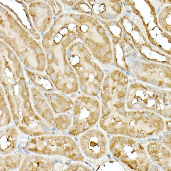 Hsp90Beta Rabbit Polyclonal Antibody - Image 6