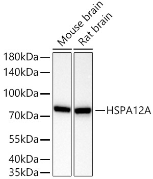 HSPA12A Rabbit Monoclonal Antibody