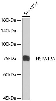 HSPA12A Rabbit Monoclonal Antibody - Image 2