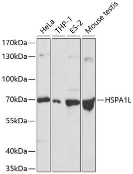 HSPA1L Rabbit Polyclonal Antibody