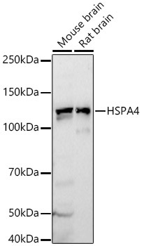 HSPA4 Rabbit Polyclonal Antibody - Image 2