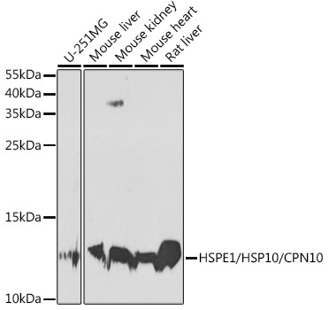 HSPE1/HSP10/CPN10 Rabbit Polyclonal Antibody