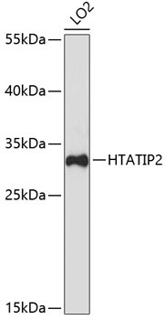 HTATIP2 Rabbit Polyclonal Antibody