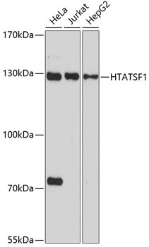 HTATSF1 Rabbit Polyclonal Antibody