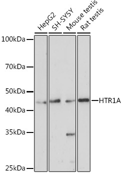 HTR1A Rabbit Polyclonal Antibody
