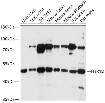 HTR1D Rabbit Polyclonal Antibody