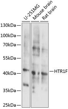 HTR1F Rabbit Polyclonal Antibody