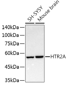 HTR2A Rabbit Polyclonal Antibody