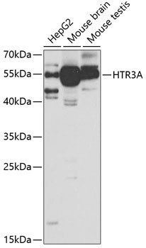 HTR3A Rabbit Polyclonal Antibody