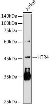 HTR4 Rabbit Polyclonal Antibody - Image 2
