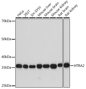 HTRA2 Rabbit Monoclonal Antibody
