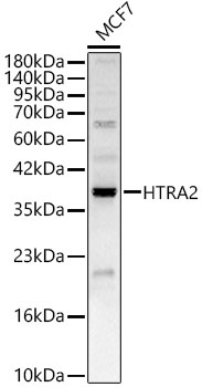 HTRA2 Rabbit Polyclonal Antibody