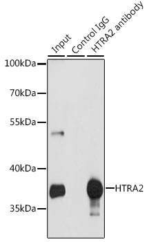 HTRA2 Rabbit Polyclonal Antibody - Image 2
