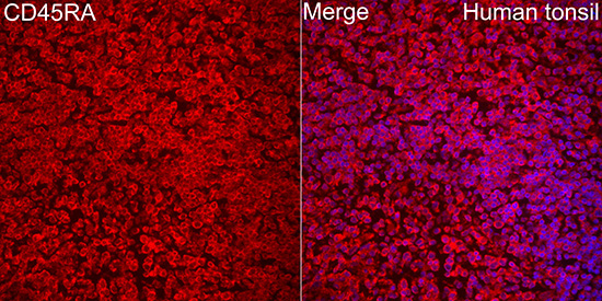 Human CD45RA Rabbit Polyclonal Antibody