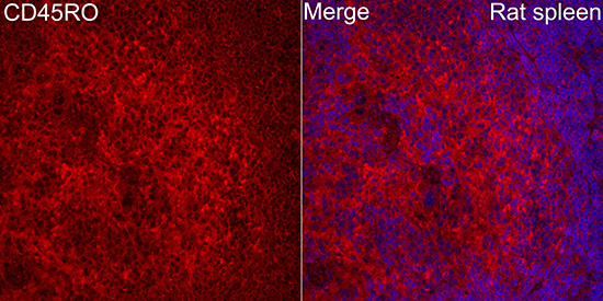 Human CD45RO Rabbit Polyclonal Antibody