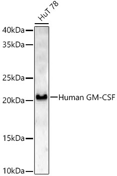 Human GM-CSF Rabbit Polyclonal Antibody