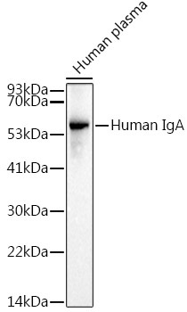 Human IgA Rabbit Monoclonal Antibody