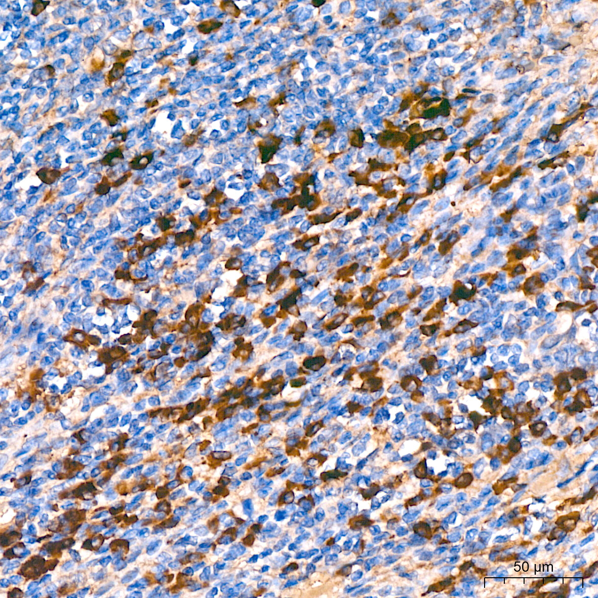 human IgG (Fc) Mouse Monoclonal Antibody - Image 2
