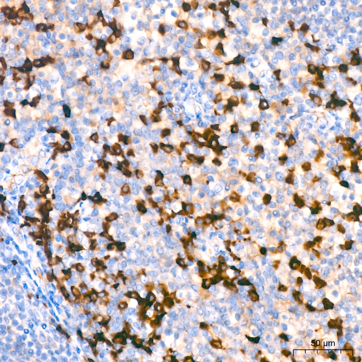 human IgG (Fc) Mouse Monoclonal Antibody - Image 3