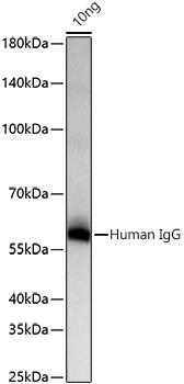 Human IgG Rabbit Monoclonal Antibody