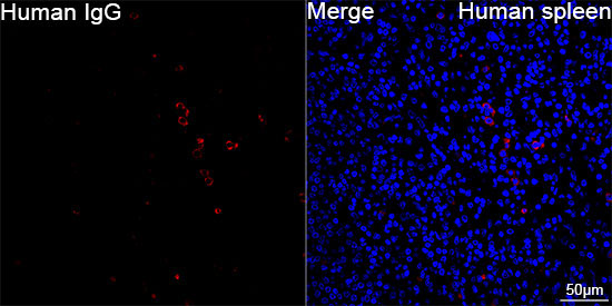 Human IgG Rabbit Monoclonal Antibody - Image 2