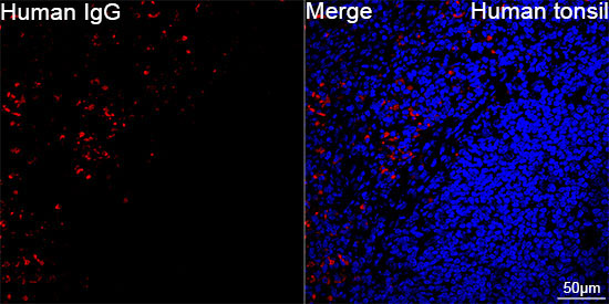 Human IgG Rabbit Monoclonal Antibody - Image 3