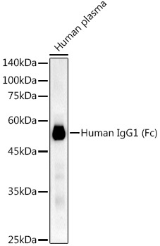 Human IgG1 (Fc) Rabbit Monoclonal Antibody