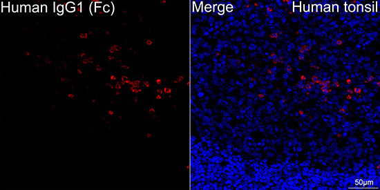 Human IgG1 (Fc) Rabbit Monoclonal Antibody - Image 2