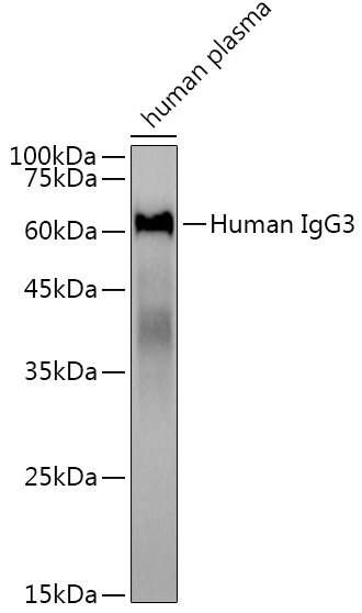 Human IgG3 Rabbit Monoclonal Antibody