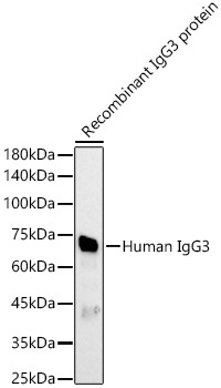 Human IgG3 Rabbit Polyclonal Antibody