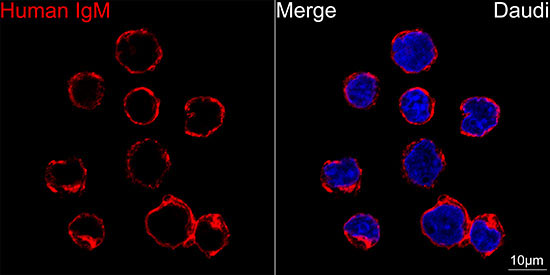 Human IgM Rabbit Monoclonal Antibody - Image 5