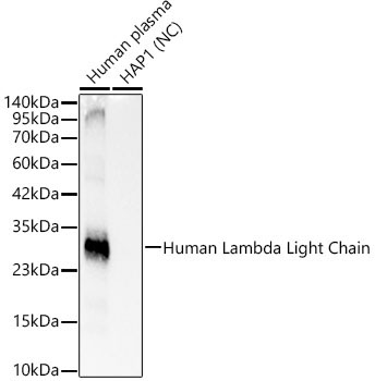 Human Lambda Light Chain Rabbit Monoclonal Antibody