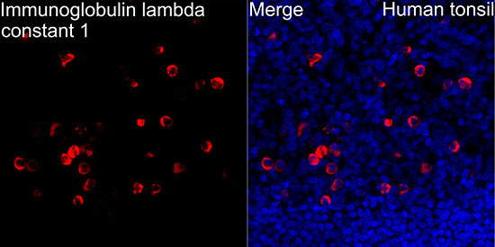 Human Lambda Light Chain Rabbit Monoclonal Antibody - Image 3