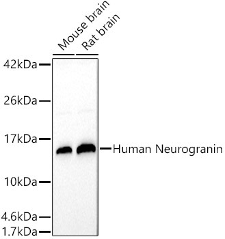 Human Neurogranin Rabbit Polyclonal Antibody