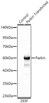 Human Parkin Rabbit Polyclonal Antibody