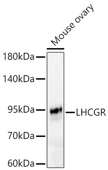 LHCGR Rabbit Polyclonal Antibody