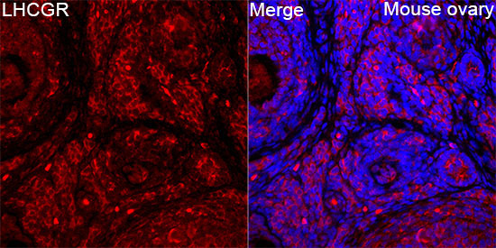 LHCGR Rabbit Polyclonal Antibody - Image 2