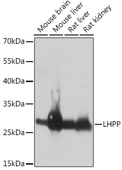 LHPP Rabbit Polyclonal Antibody